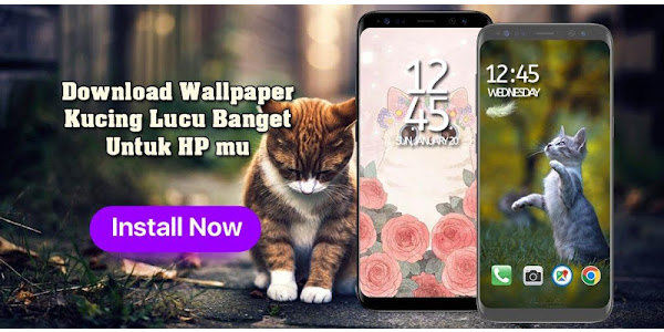 Detail Download Kucing Lucu Nomer 48