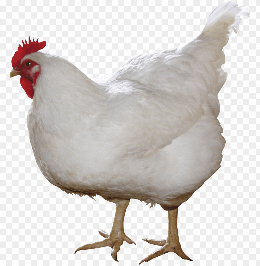 Detail Download Logo Chicken Png Nomer 23