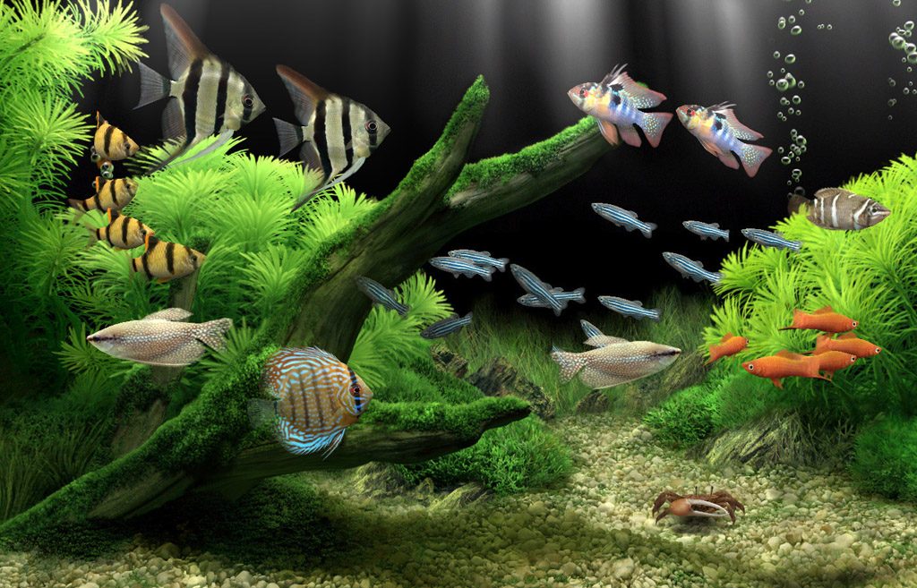 Download Screensaver Aquarium Gratis - KibrisPDR