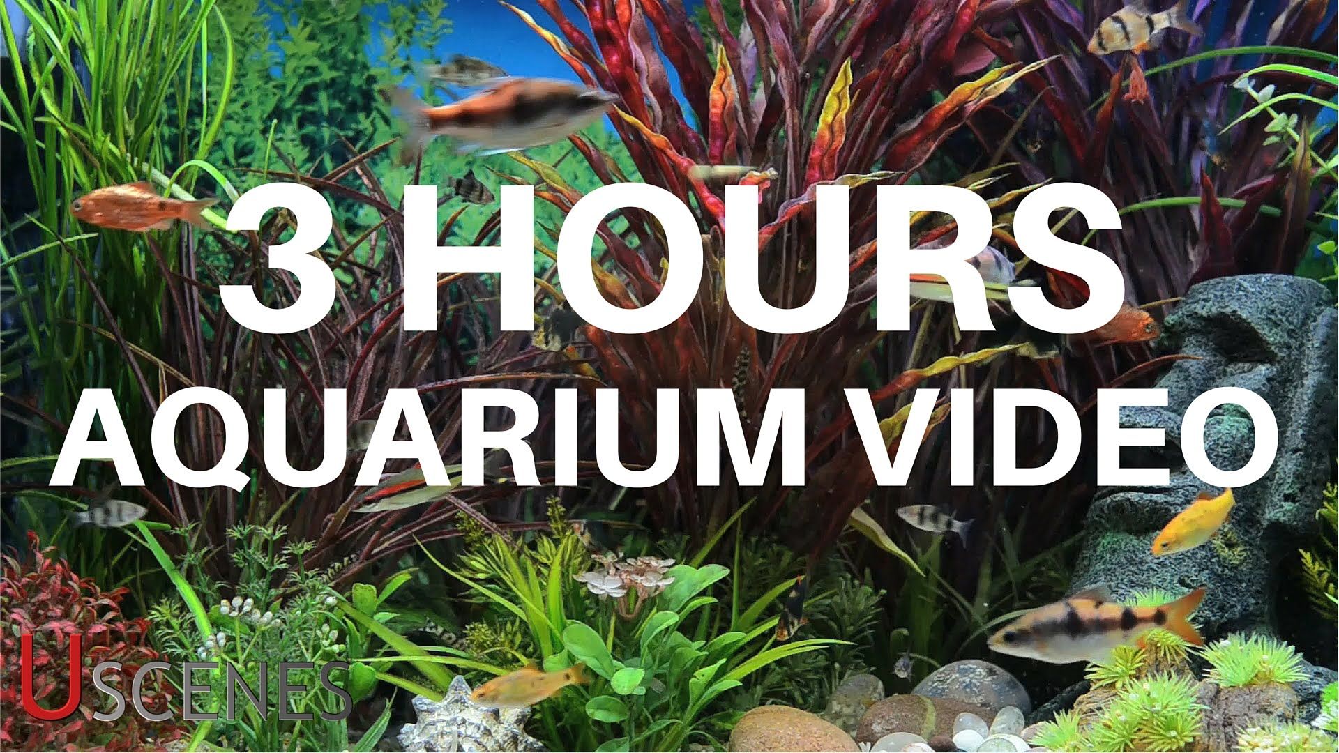 Detail Download Screensaver Aquarium Gratis Nomer 18