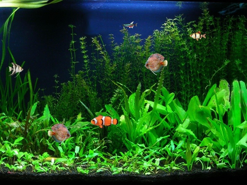 Detail Download Screensaver Aquarium Gratis Nomer 21