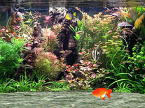 Detail Download Screensaver Aquarium Gratis Nomer 25