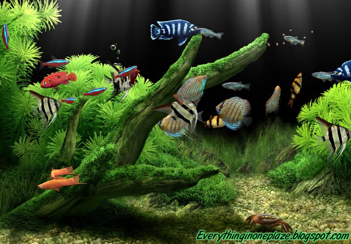 Detail Download Screensaver Aquarium Gratis Nomer 26