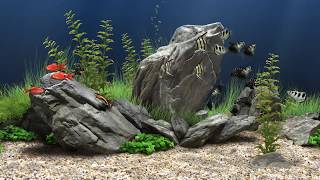 Detail Download Screensaver Aquarium Gratis Nomer 28