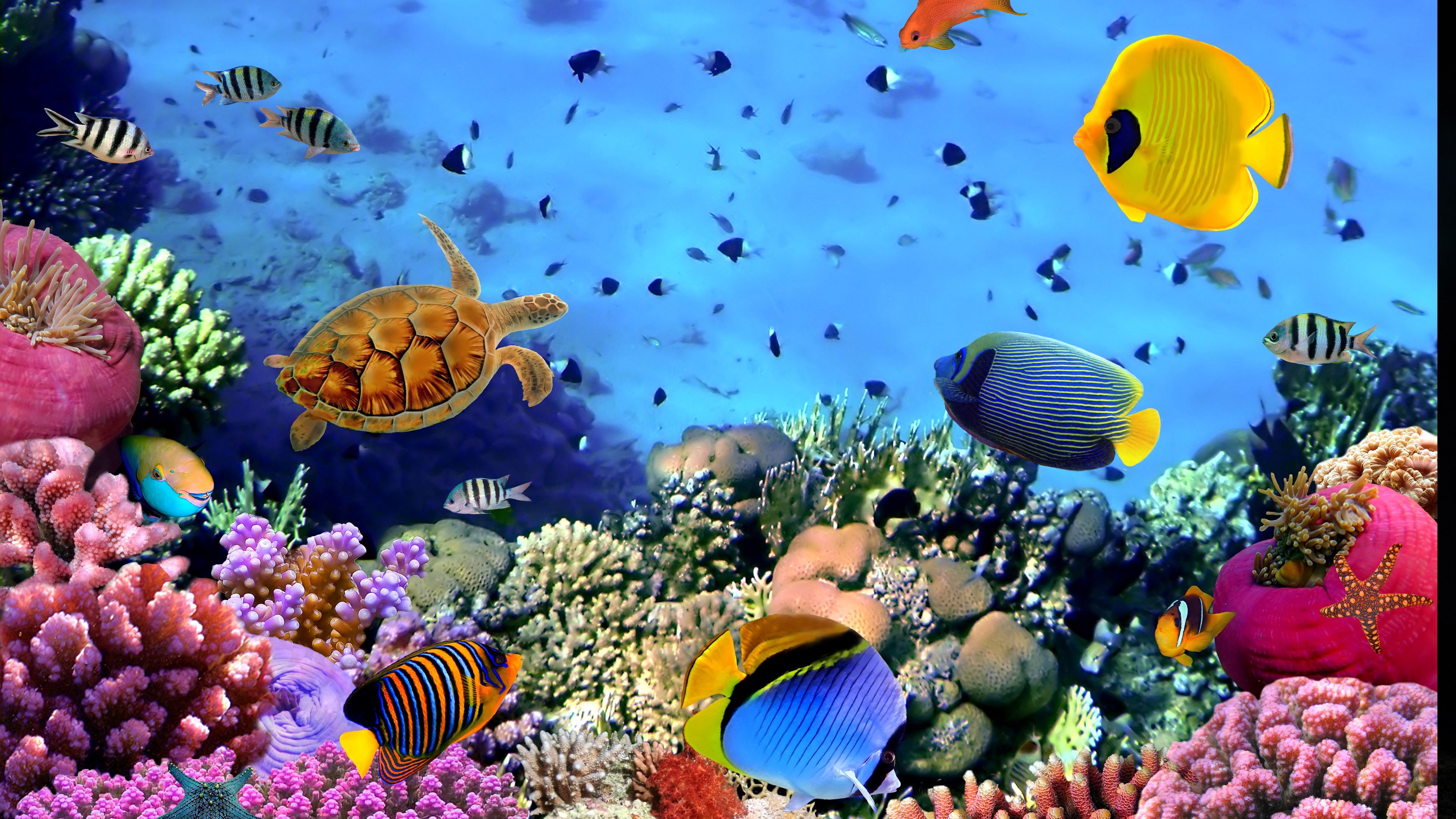 Detail Download Screensaver Aquarium Gratis Nomer 33