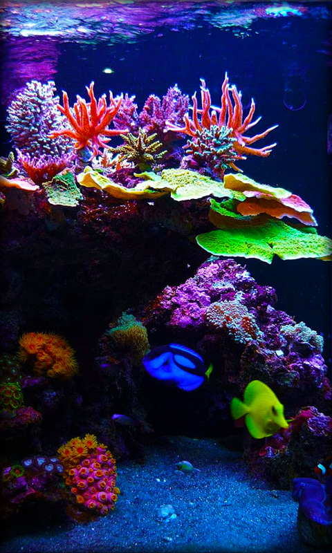 Detail Download Screensaver Aquarium Gratis Nomer 52