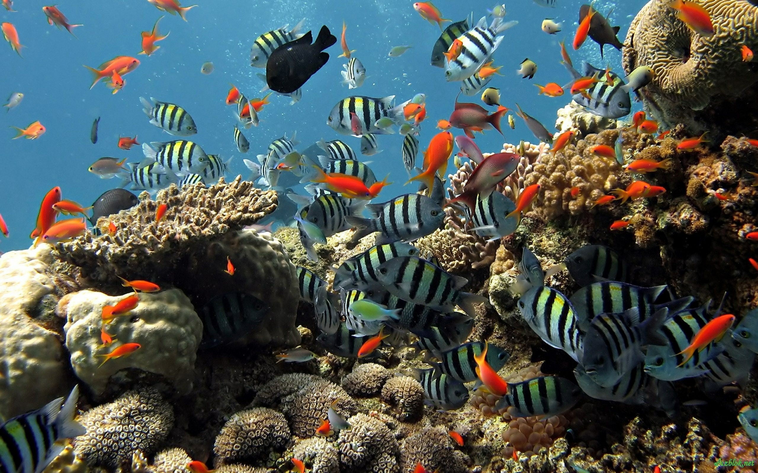 Detail Download Screensaver Aquarium Gratis Nomer 53