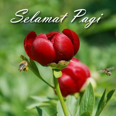 Detail Download Ucapan Selamat Pagi Nomer 36