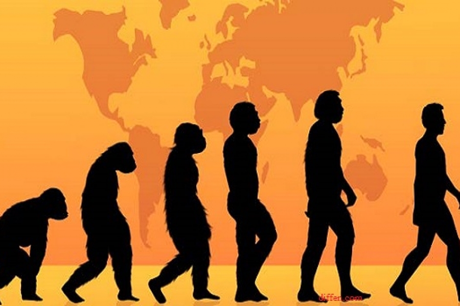 Detail Evolusi Monyet Ke Manusia Nomer 15