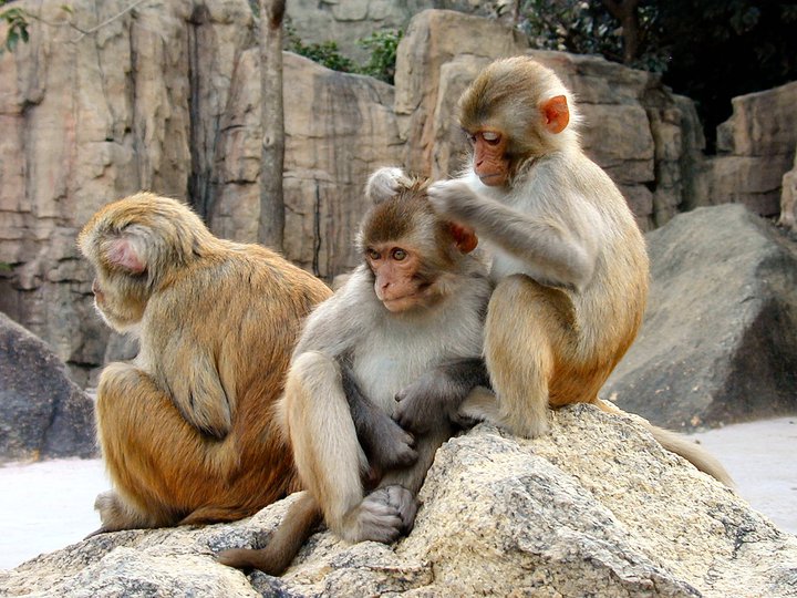 Detail Evolusi Monyet Ke Manusia Nomer 50