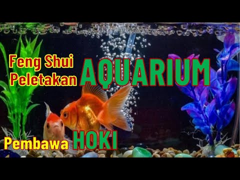 Detail Feng Shui Aquarium Dalam Rumah Nomer 40