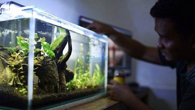 Detail Feng Shui Aquarium Dalam Rumah Nomer 41