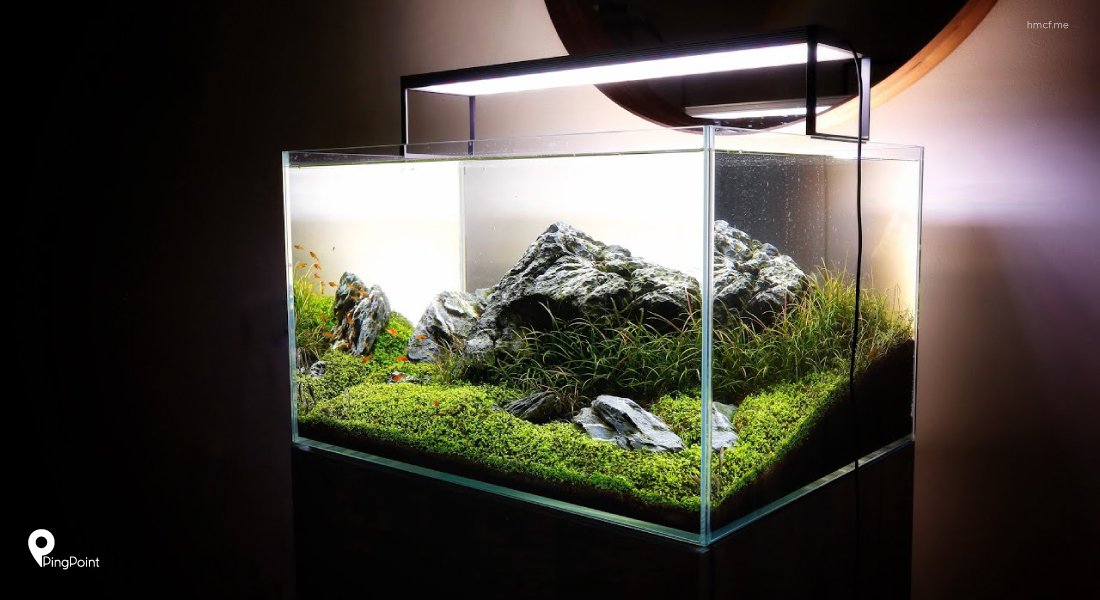 Detail Feng Shui Aquarium Dalam Rumah Nomer 42