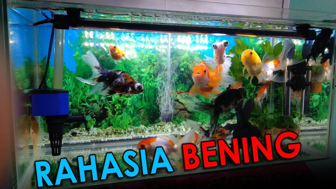 Detail Filter Yang Cocok Untuk Ikan Mas Koki Nomer 2