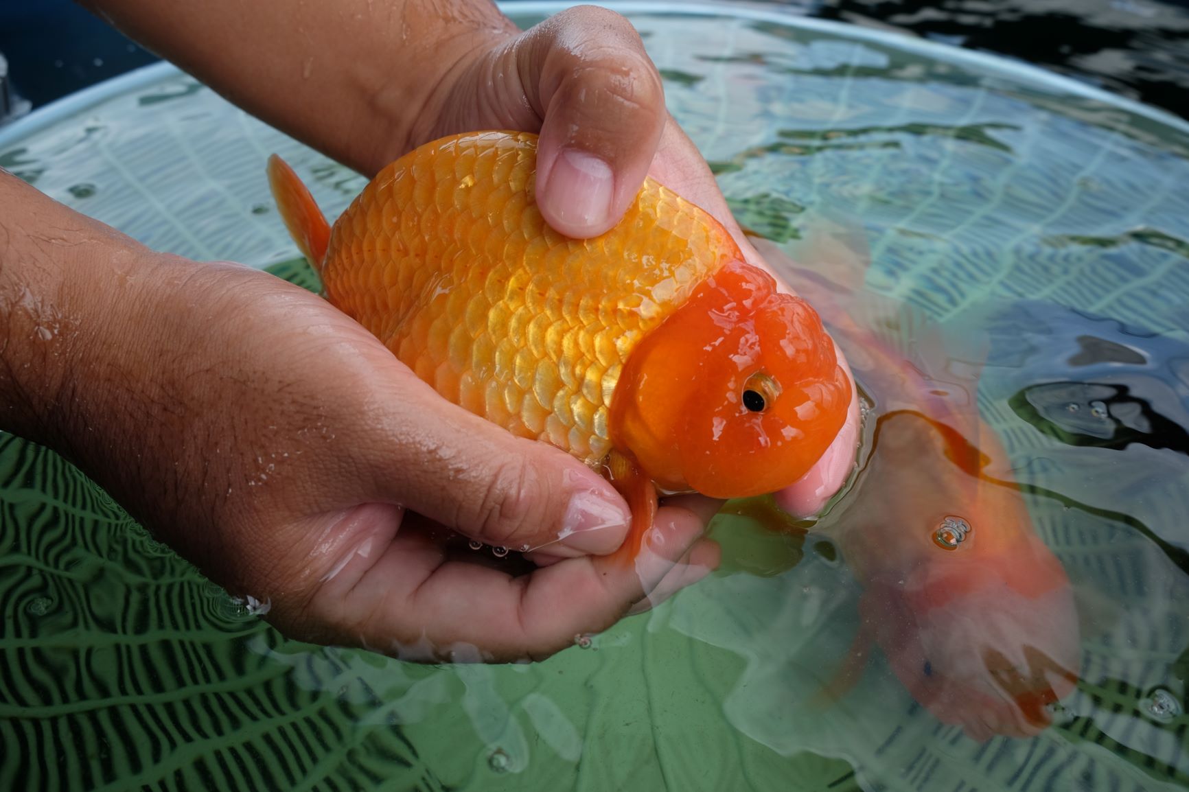 Detail Filter Yang Cocok Untuk Ikan Mas Koki Nomer 40