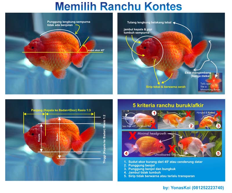 Detail Filter Yang Cocok Untuk Ikan Mas Koki Nomer 44