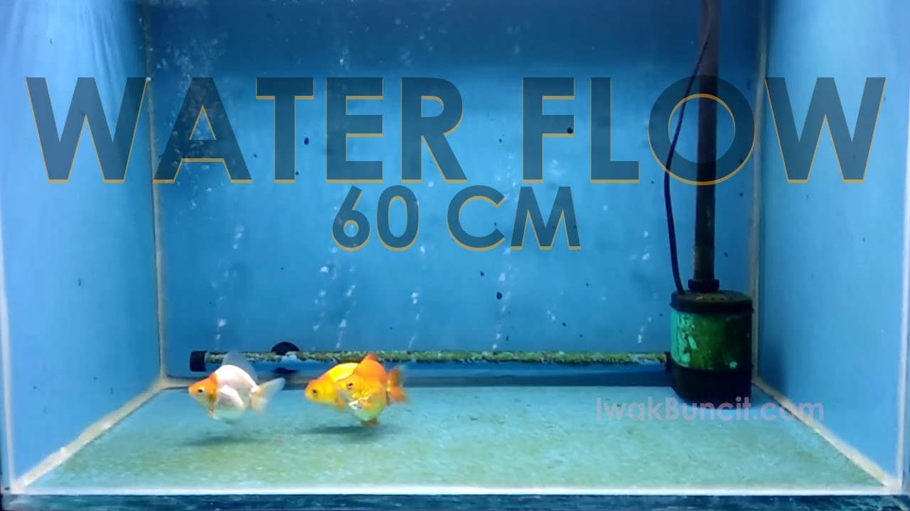 Detail Filter Yang Cocok Untuk Ikan Mas Koki Nomer 50