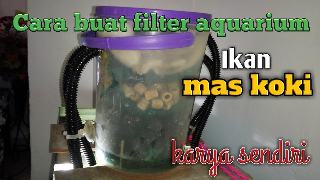 Detail Filter Yang Cocok Untuk Ikan Mas Koki Nomer 7