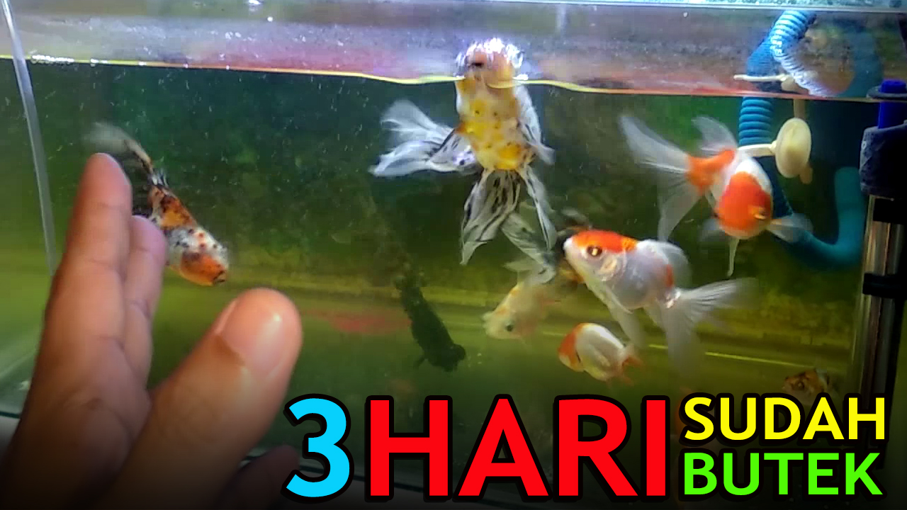 Detail Filter Yang Cocok Untuk Ikan Mas Koki Nomer 8