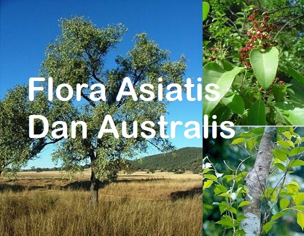 Detail Flora Dan Fauna Asiatis Australis Dan Peralihan Beserta Gambarnya Nomer 13