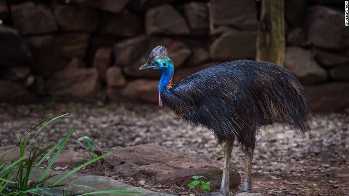 Detail Flora Dan Fauna Asiatis Australis Dan Peralihan Beserta Gambarnya Nomer 28