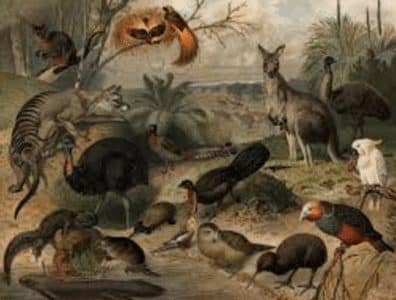 Detail Flora Dan Fauna Asiatis Australis Dan Peralihan Beserta Gambarnya Nomer 34