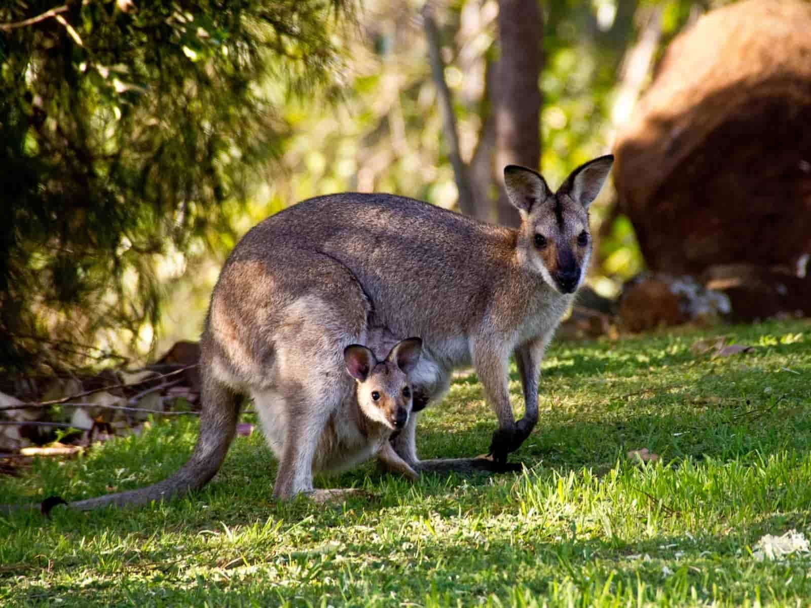 Detail Flora Dan Fauna Asiatis Australis Dan Peralihan Beserta Gambarnya Nomer 39
