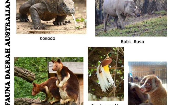 Detail Flora Dan Fauna Asiatis Australis Dan Peralihan Beserta Gambarnya Nomer 48