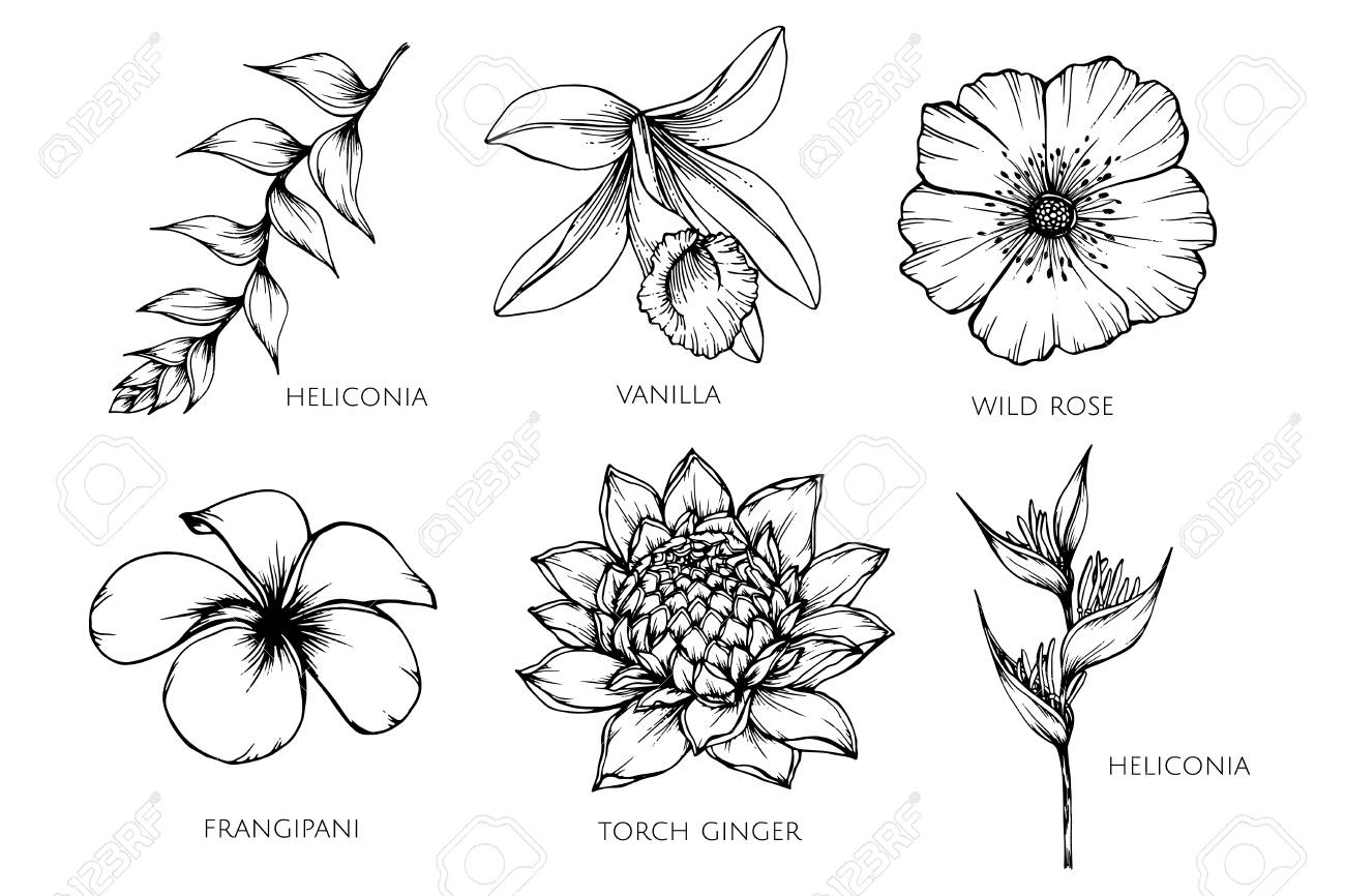 Detail Flower Pattern Template Nomer 21