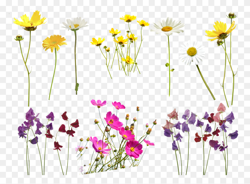 Detail Flowers Background Png Download Nomer 27