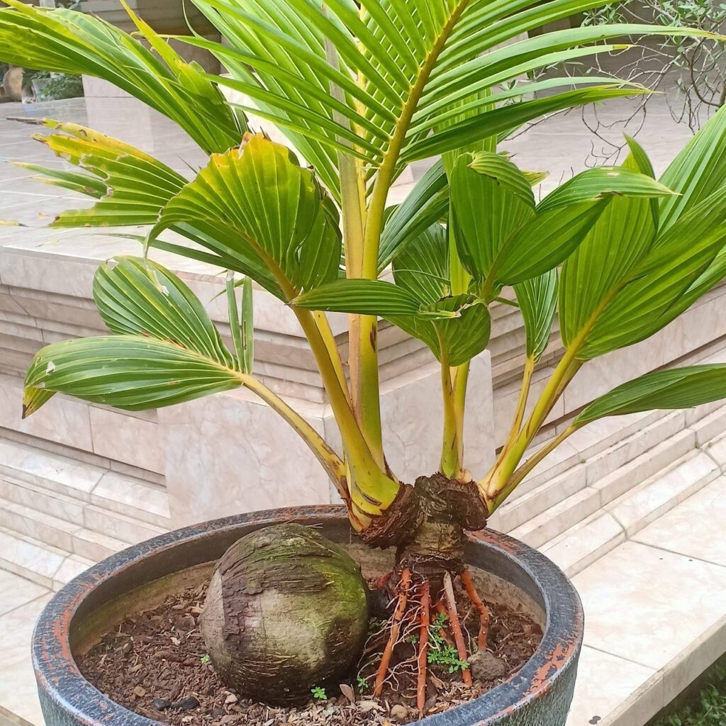 Detail Foto Bonsai Kelapa Nomer 26