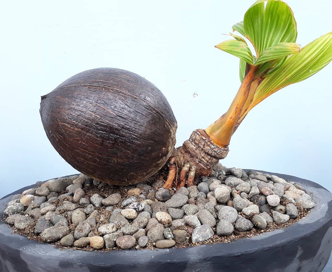 Detail Foto Bonsai Kelapa Nomer 4