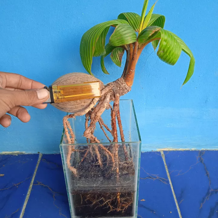 Detail Foto Bonsai Kelapa Nomer 28