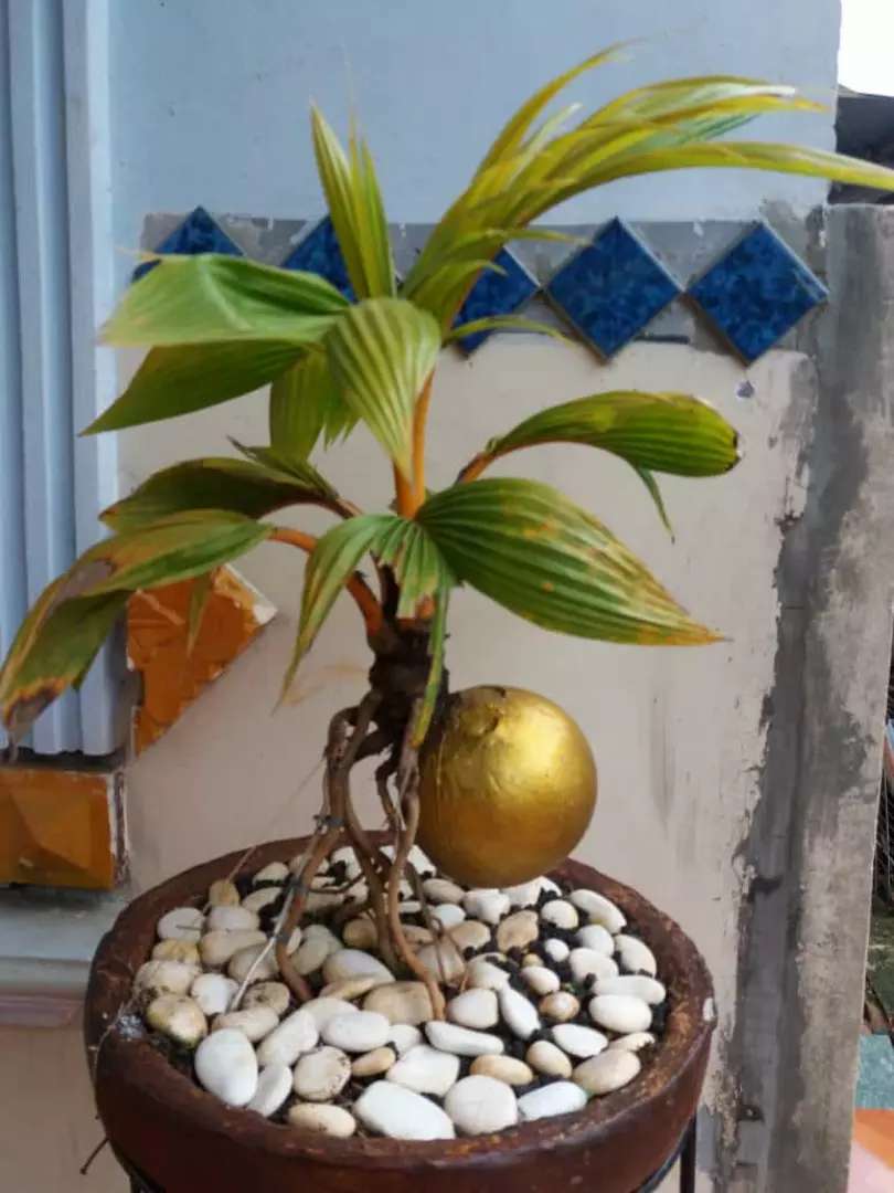 Detail Foto Bonsai Kelapa Nomer 52