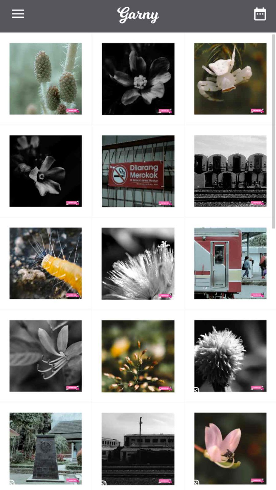 Detail Foto Bunga Keren Untuk Instagram Nomer 44