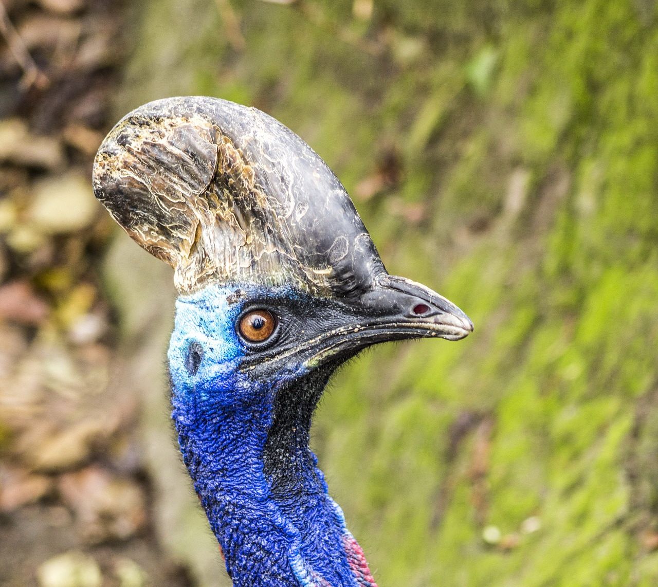 Detail Foto Burung Manusia Nomer 17