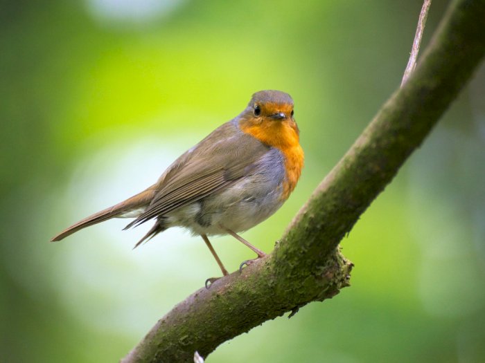 Detail Foto Burung Manusia Nomer 35