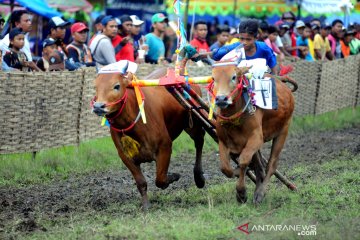 Detail Foto Kerapan Sapi Nomer 11