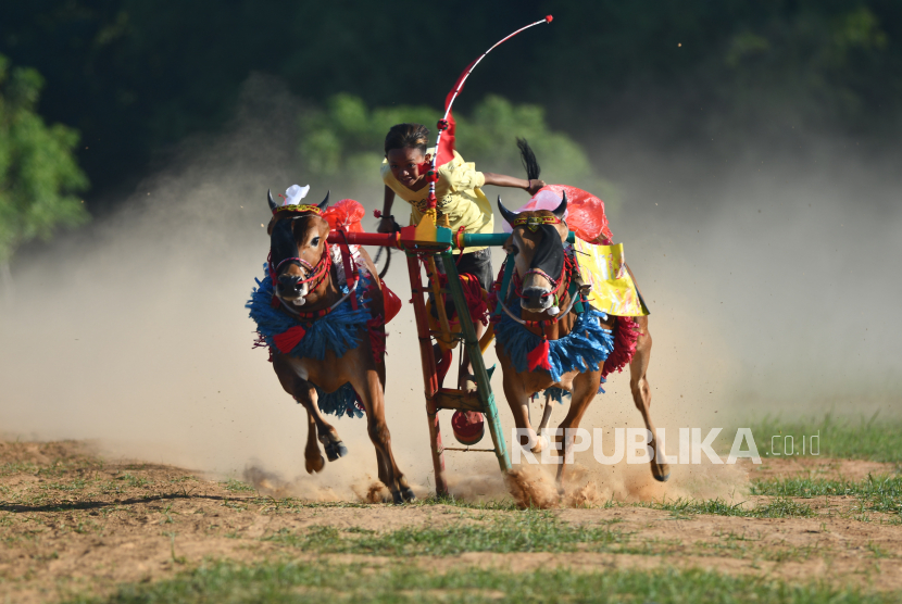 Detail Foto Kerapan Sapi Nomer 3