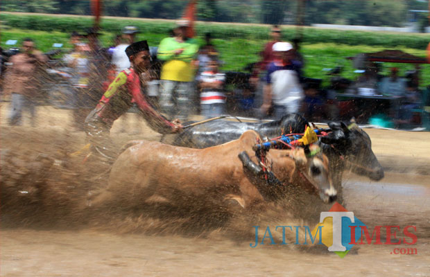 Detail Foto Kerapan Sapi Nomer 44