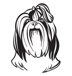 Detail Shih Tzu Zeichnung Nomer 19