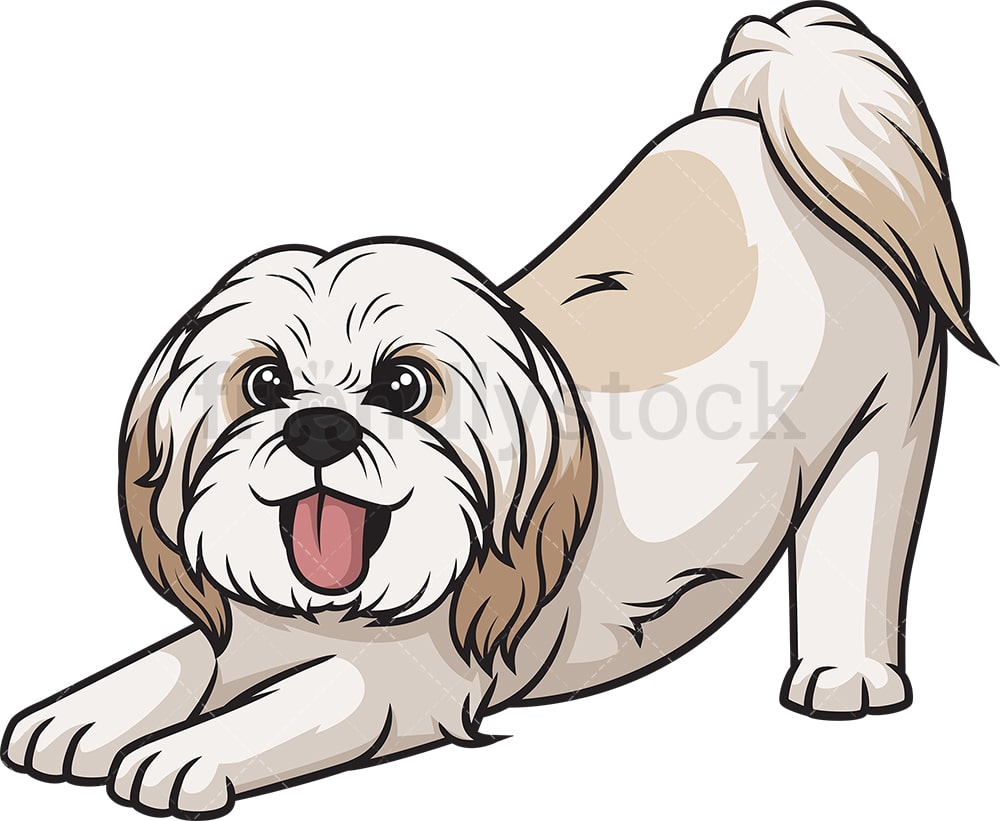 Detail Shih Tzu Zeichnung Nomer 4