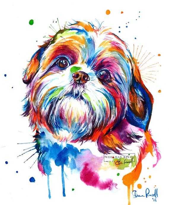 Detail Shih Tzu Zeichnung Nomer 7