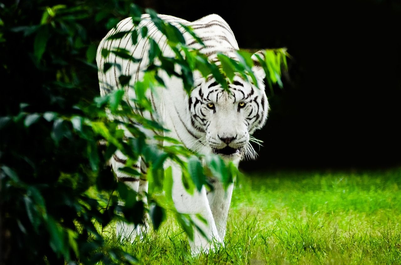 Detail Foto Manusia Harimau Putih Nomer 44