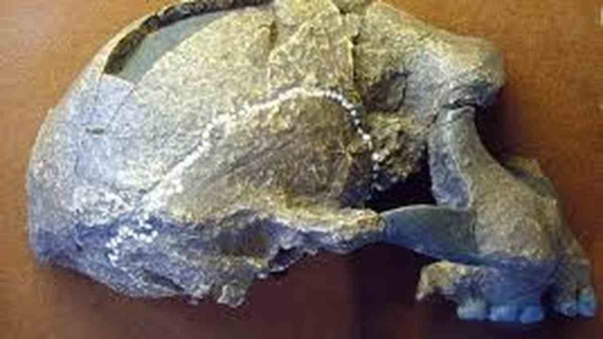 Detail Foto Manusia Purba Meganthropus Paleojavanicus Nomer 19