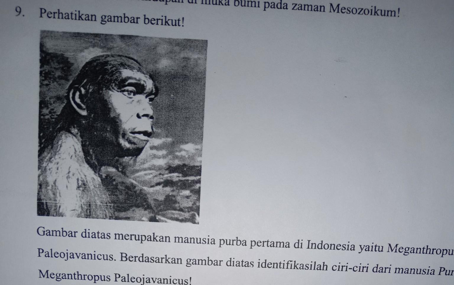 Detail Foto Manusia Purba Meganthropus Paleojavanicus Nomer 38