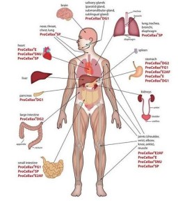 Detail Foto Organ Manusia Nomer 16