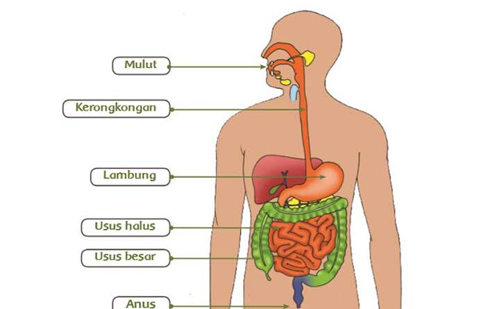 Detail Foto Organ Tubuh Manusia Nomer 34