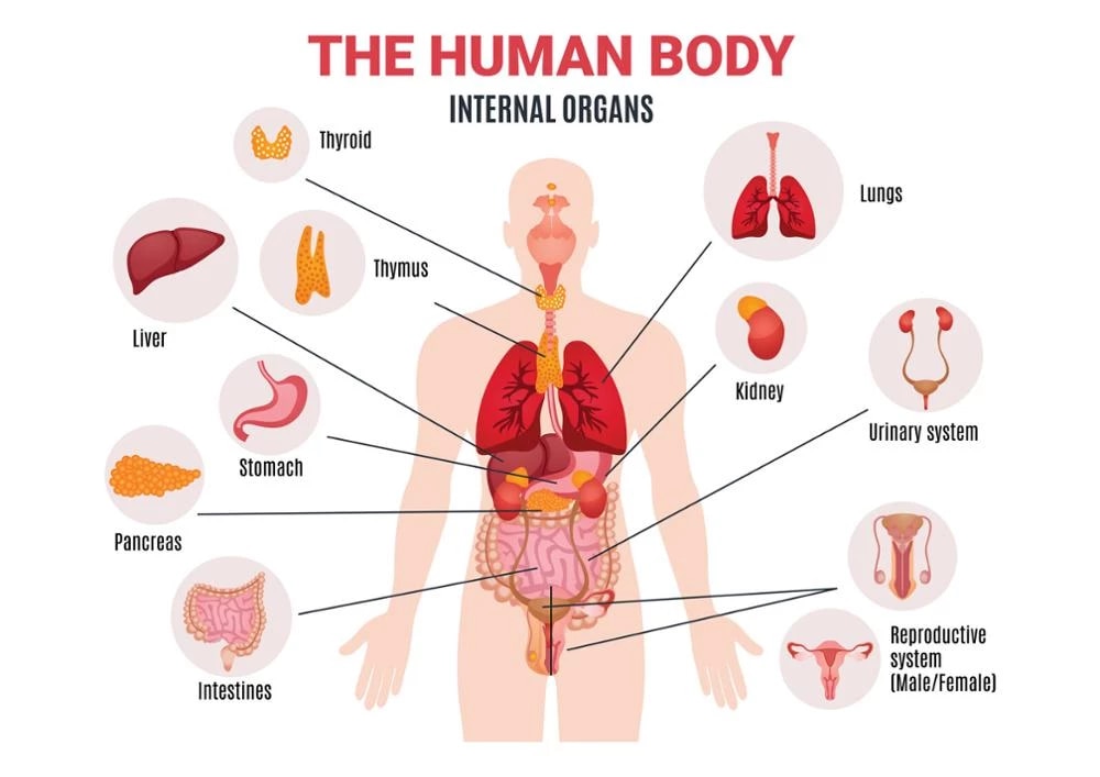 Detail Foto Organ Tubuh Manusia Nomer 44