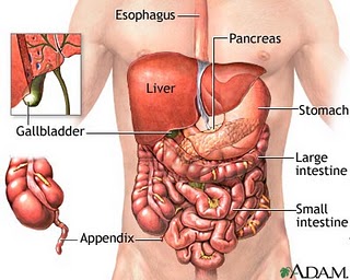 Detail Foto Organ Tubuh Manusia Nomer 50